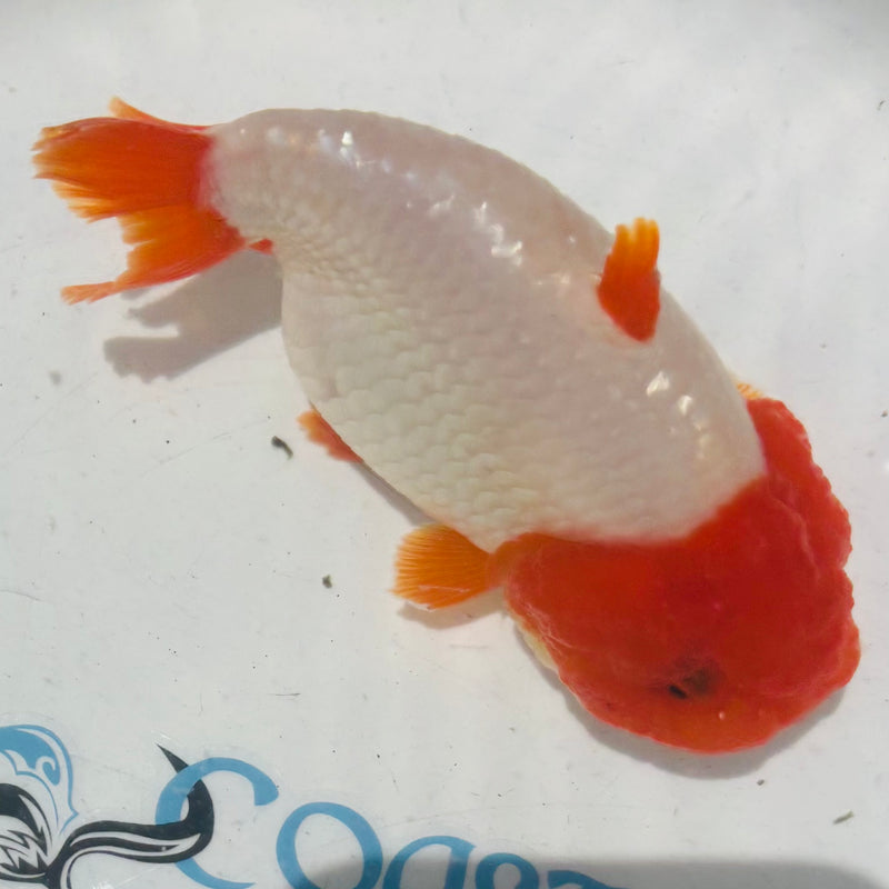 Thai Top View Red Head Sharkchu A Grade 3.5” Body Female(CK-887)BLUETUB1
