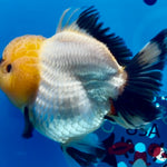 Thai Panda Yuanbao Oranda 4.5inch Body LLL