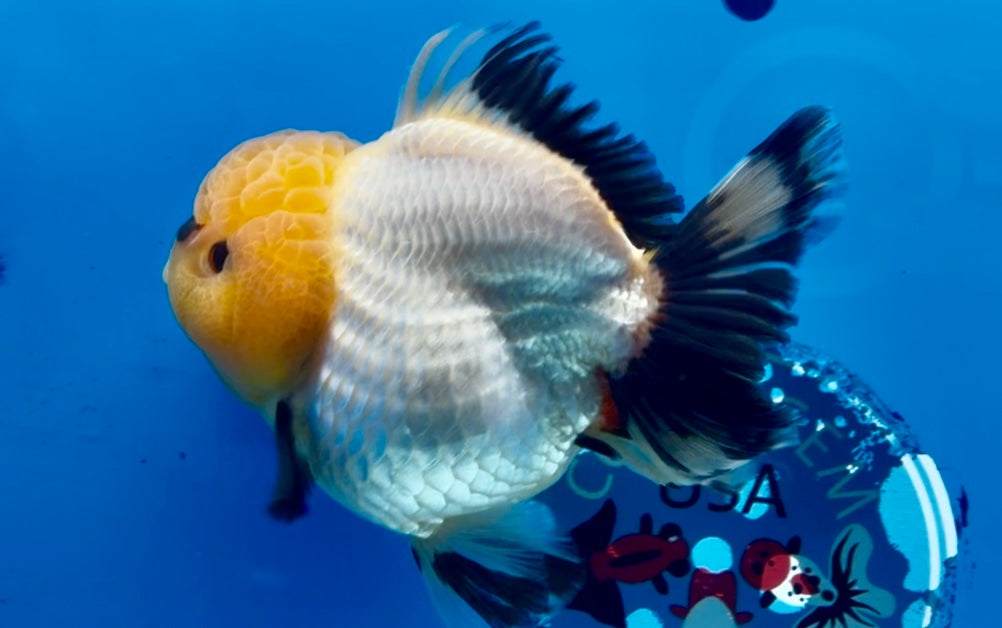 Thai Panda Yuanbao Oranda 4.5inch Body LLL
