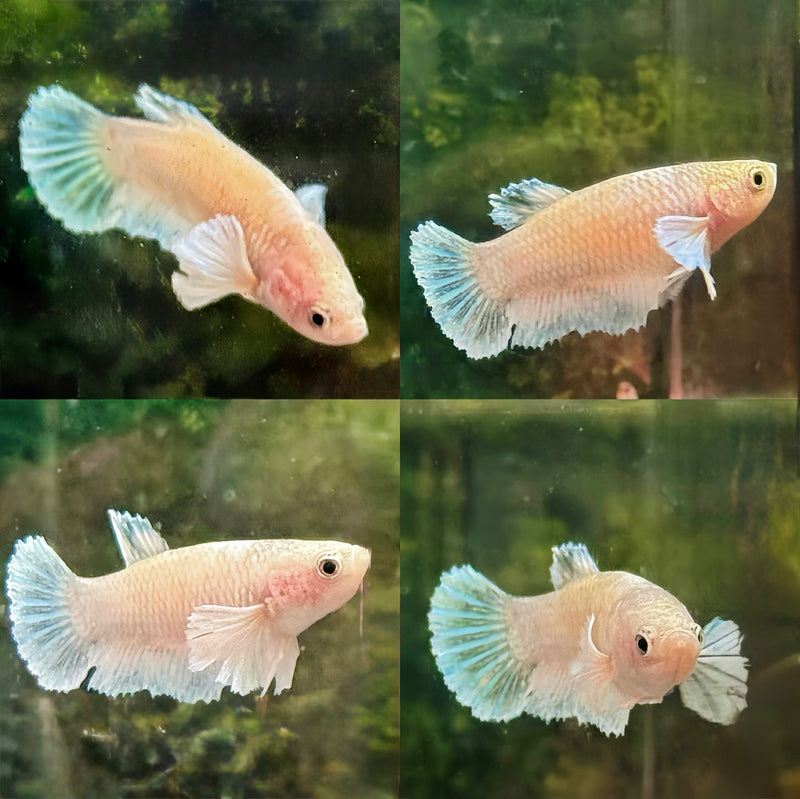 LIVE FISH FANCY FEMALE WHITE DUMBO BETTA S188 (LLL-594) WHAT YOU SEE IS WHAT YOU GET