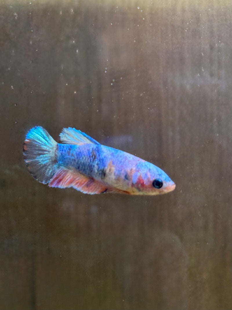 LIVE FISH FANCY COTTON CANDY FEMALE BETTA  ( LLL-0018) WHAT YOU SEE IS WHST YOU GET! READY TO SHIP!