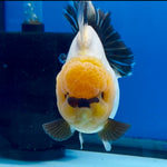 Thai Panda Yuanbao Oranda 4.5inch Body LLL