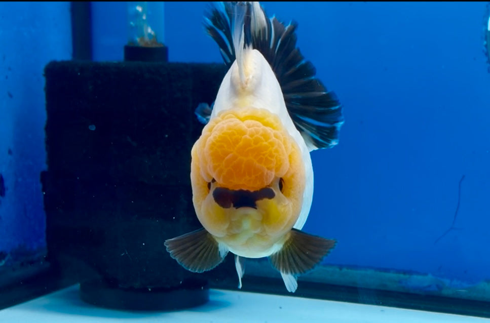 Thai Panda Yuanbao Oranda 4.5inch Body LLL