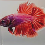 LIVE FEMALE BETTA RED LAVENDER COLORS HALFMOON (LLL-1099) WHAT YOU SEE WHAT YOU GET!