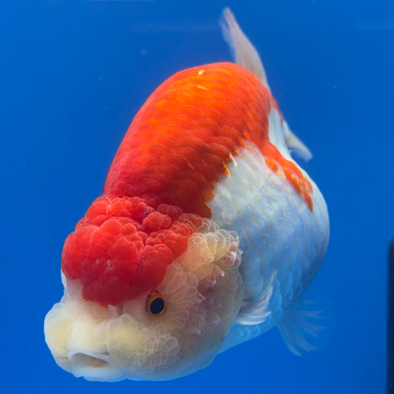Thai Ranchu Lionchu Super Jumbo Red/White 5” Body Female(CK-762)SHOWTANK