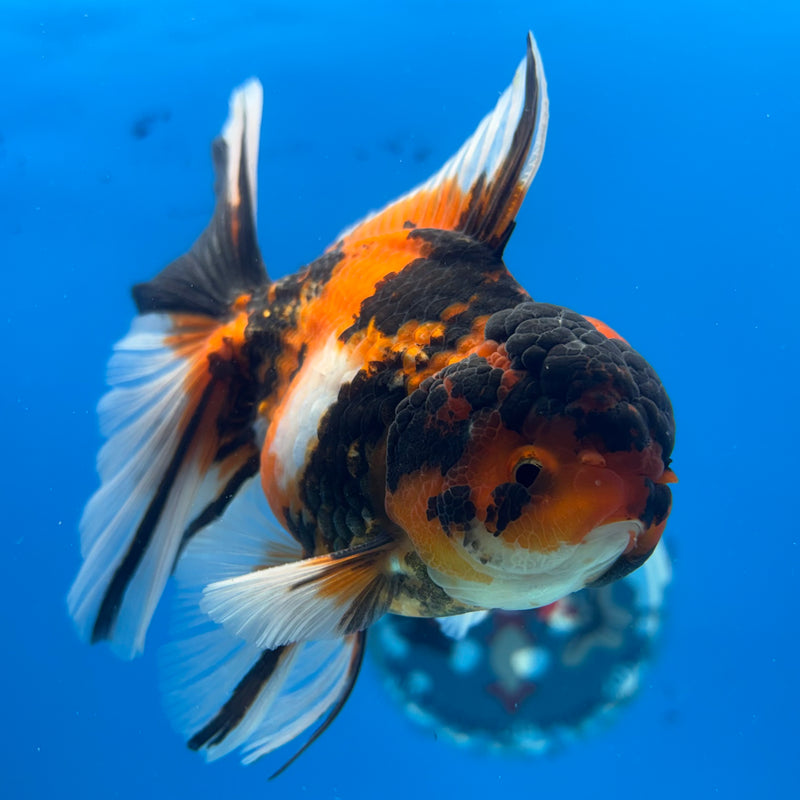 Thai Oranda Tri-Color Tiger Calico 3.5” Body Male(BIN-CK-1057)SHOWTANK2