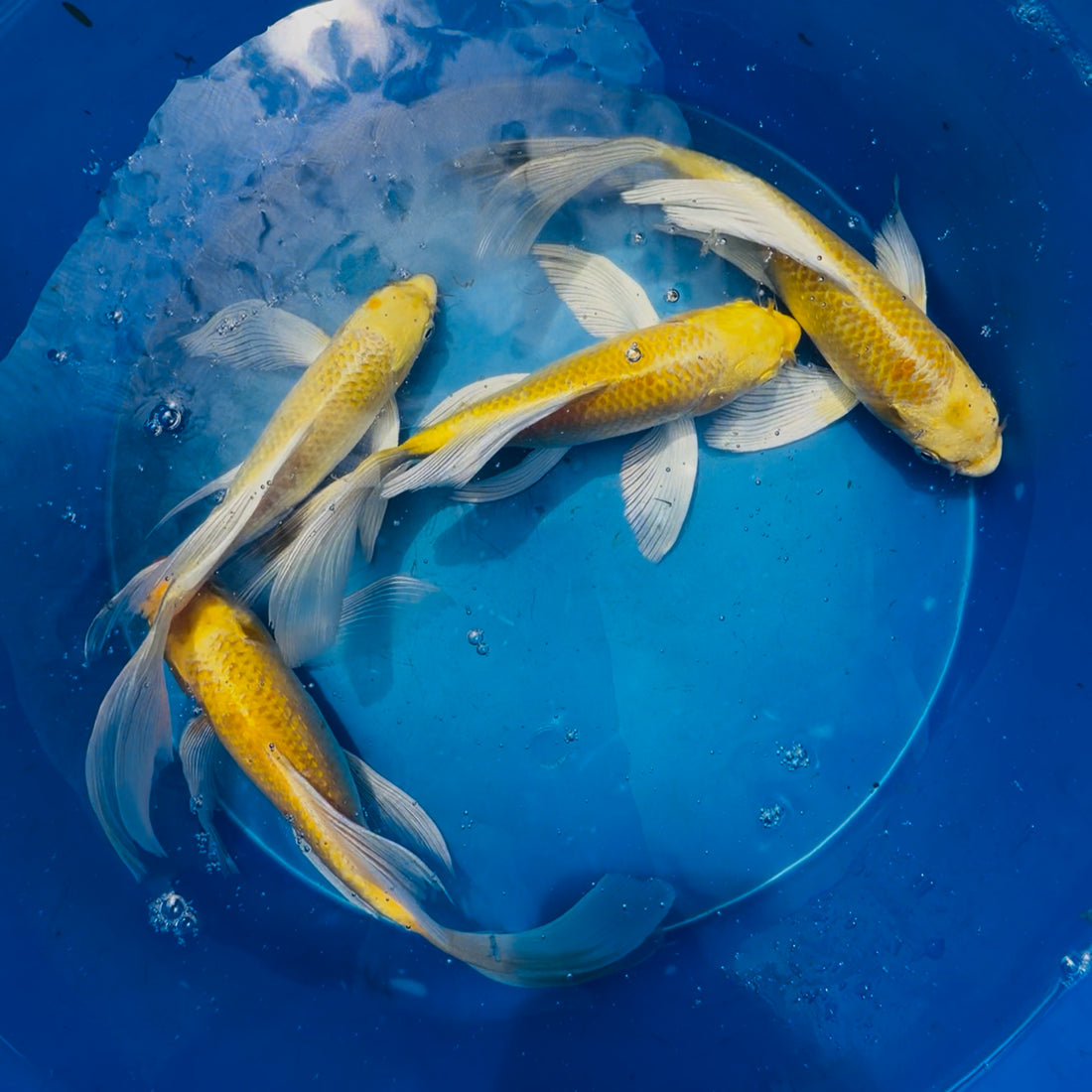 Yamabuki Gold Ogon Butterfly Koi 5.00-7.00 inch