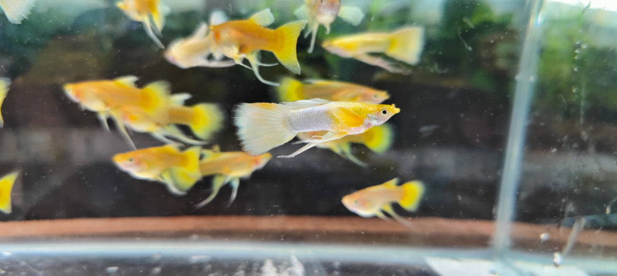 Full Gold Ribbon Guppy