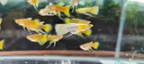 Full Gold Ribbon Guppy
