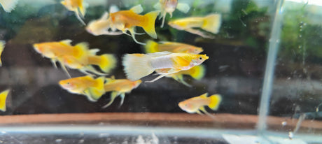Full Gold Ribbon Guppy