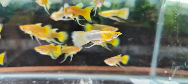 Full Gold Ribbon Guppy