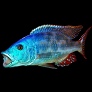 Fusco Cichlid African Cichlid