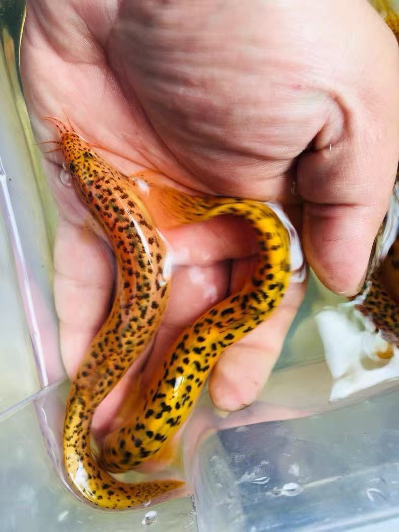 RARE Gold Leopard Dojo Loach (Misgurnus anguillicaudatus) 4.00-6.00 INCH