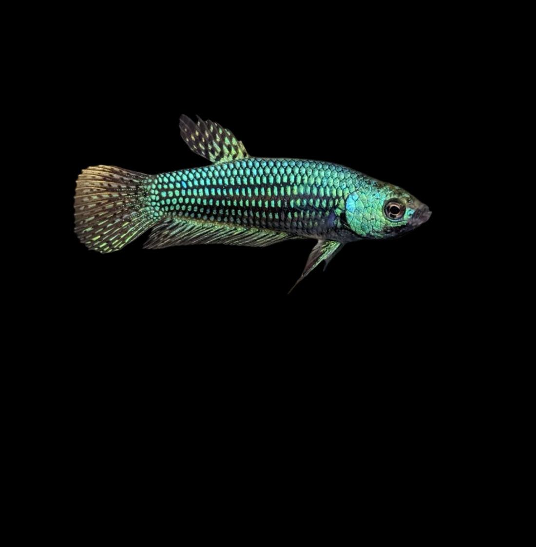 Green Alien Wild Betta Female