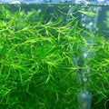 GUPPY GRASS (NAJAS GUDALUPENSIS)