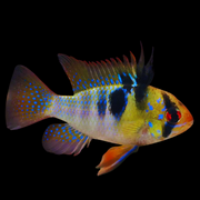 German Blue Ram South American Cichlid