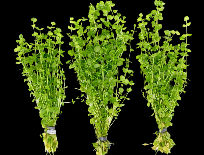 LINDERNIA ROTUNDIFOLIA (BABY TEARS)