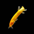 Albino Golden Dojo Loach 6 inch (Misgurnus anguillicaudatus)