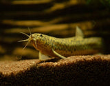RARE Gold Leopard Dojo Loach (Misgurnus anguillicaudatus) 4.00-6.00 INCH