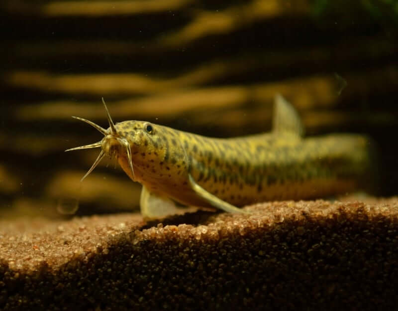 RARE Gold Leopard Dojo Loach (Misgurnus anguillicaudatus) 4.00-6.00 INCH