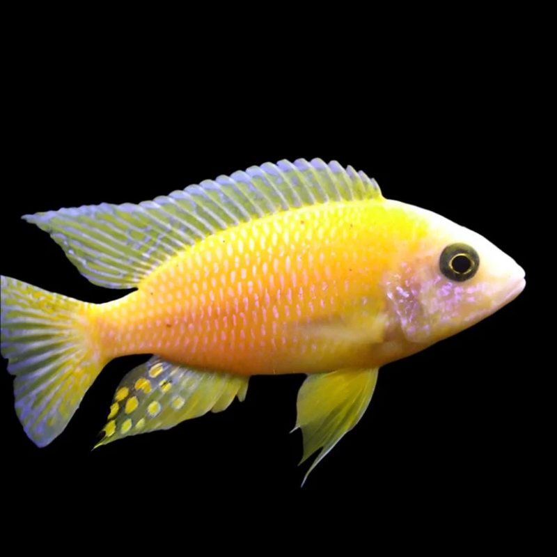 Golden Peacock African Cichlid