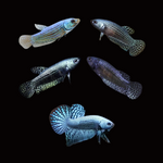 Gray Alien Female Betta