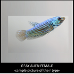 wild type female bettas