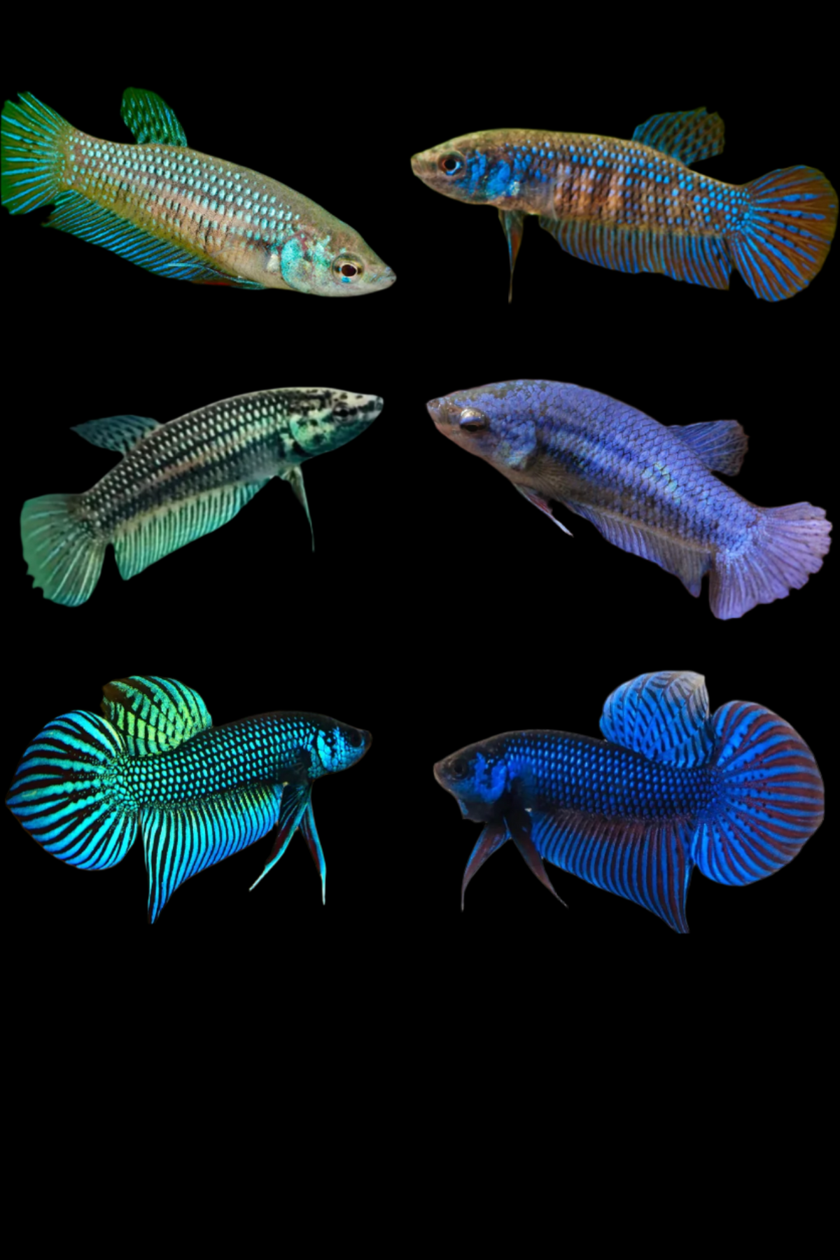 Green Or Blue Mahachai Wild Female Betta