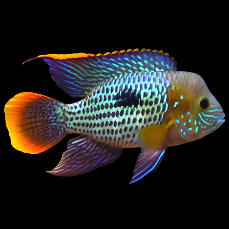 Green Terror South American Cichlid