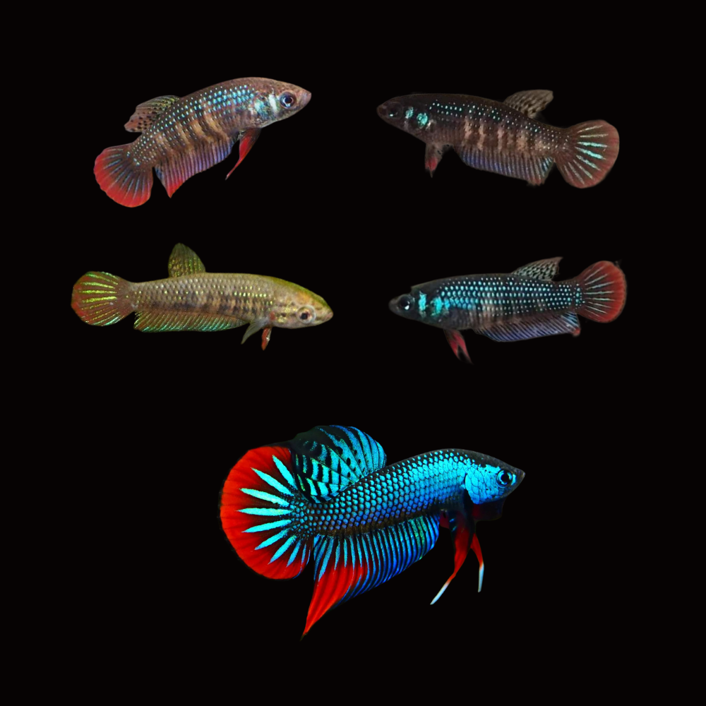 Live Betta Female Imbellis Green Red Tail Online Ship to your