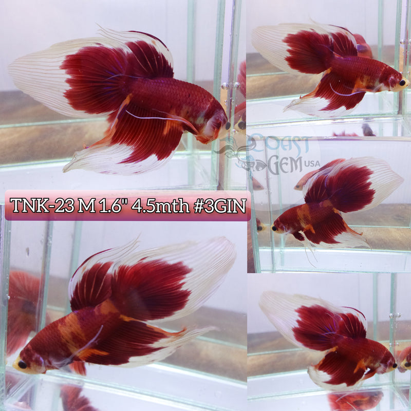Live Male Betta Red Koi Nemo Velitail (TNK-23) High Quality grade What you see What you get!