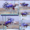 Live Male Betta Fancy marble Crowntail Plakat High quality (TNK-37) what you see what you get!