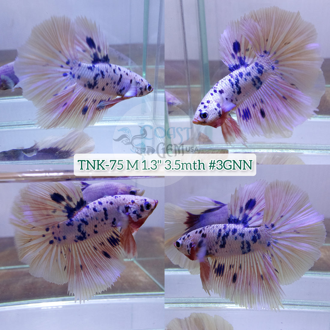 Live Male Betta Blue Fancy marble dot Halfmoon (TNK-75) High quality what you see what you get!