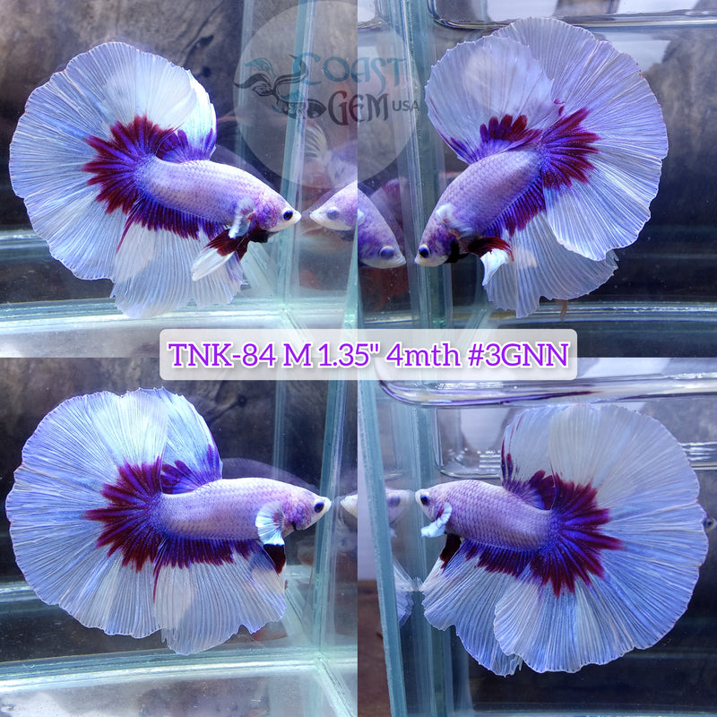 Live Male Betta Violet Salamander Butterfly Halfmoon High quality (TNK-84) what you see what you get!