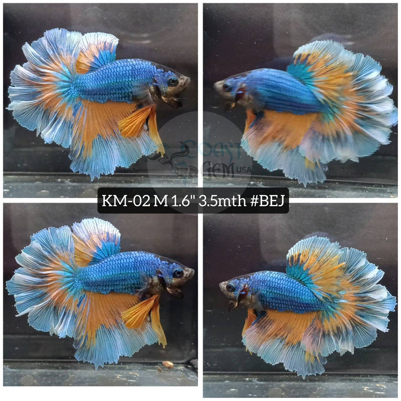 H Live Male Betta Yellow blue mustard Rosetail Halfmoon (KM-02) High quality what you see What you get!