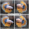 X Live Male Betta yellow Fancy marble Halfmoon (KM-11) High quality what you see What you get!