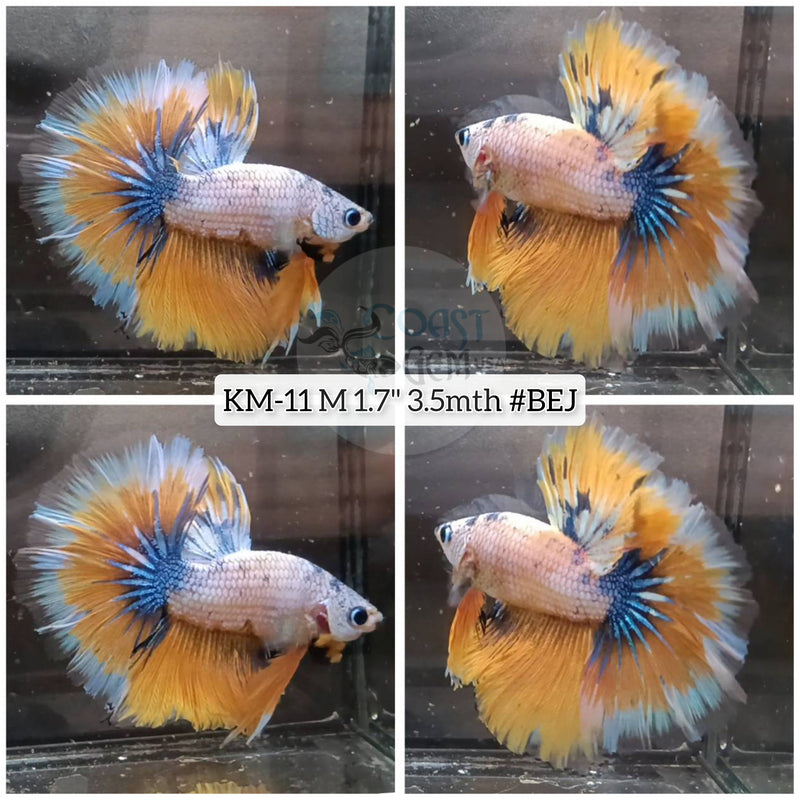 X Live Male Betta yellow Fancy marble Halfmoon (KM-11) High quality what you see What you get!