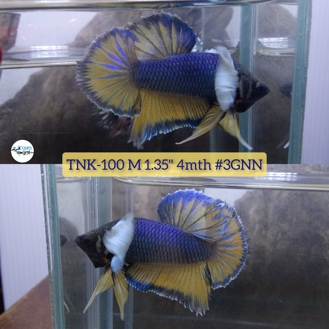 Live Male Betta Blue Yellow mustard Dumbo Big ear (TNK-100) High quality what you see what you get!!