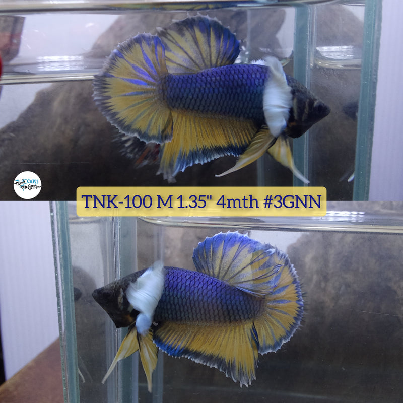Live Male Betta Blue Yellow mustard Dumbo Big ear (TNK-100) High quality what you see what you get!!