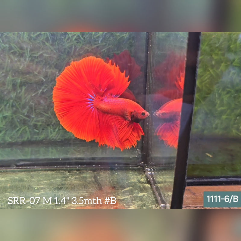 Live Male Betta Super Red Halfmoon  (SRR-07) What you see what you get!