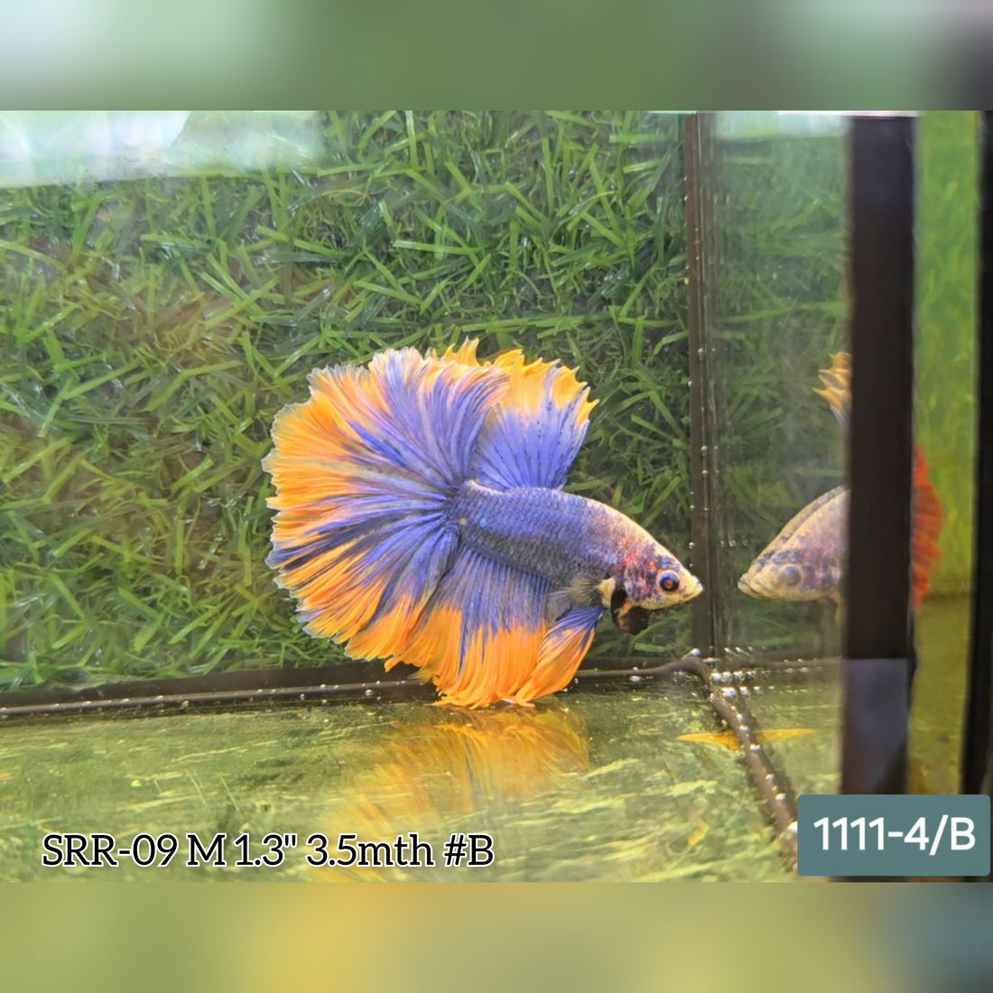 Live Male Betta Yellow blue Grizzle Halfmoon Rosetail  (SRR-09) What you see what you get!