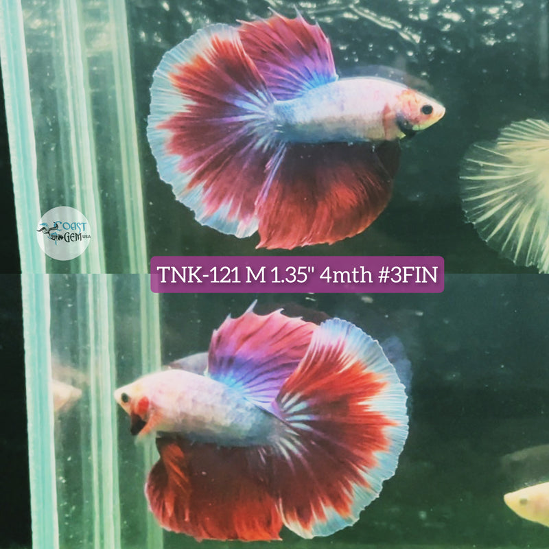 Live Male Betta Red Fancy Salamander Halfmoon S284 (TNK-121) High quality grade What you see what you get!