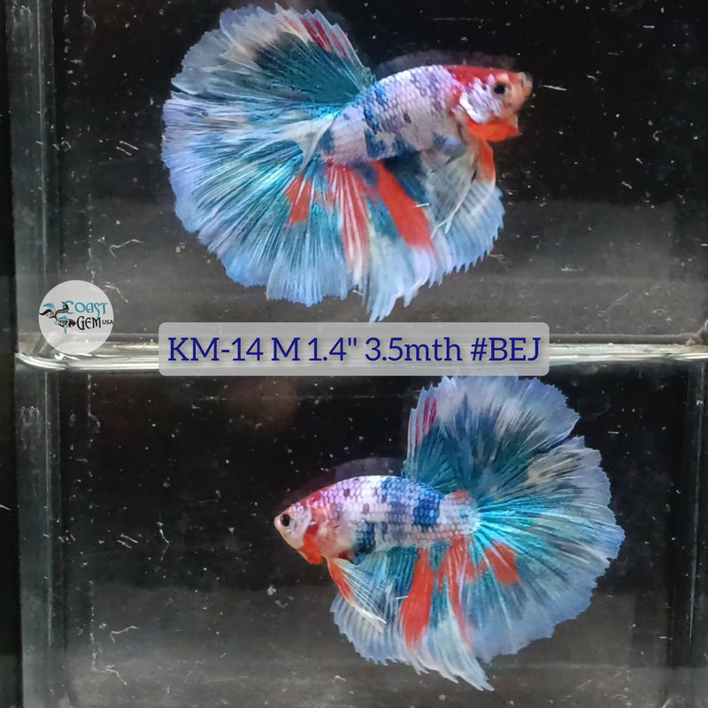 Live Male Betta Fancy marble Halfmoon (KM-14) High quality what you see what you get!