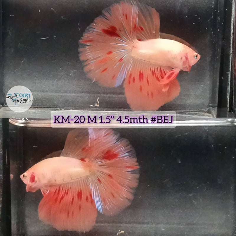 Live Male Betta Orange Vanda Armageddon Halfmoon (KM-20) High quality what you see what you get!