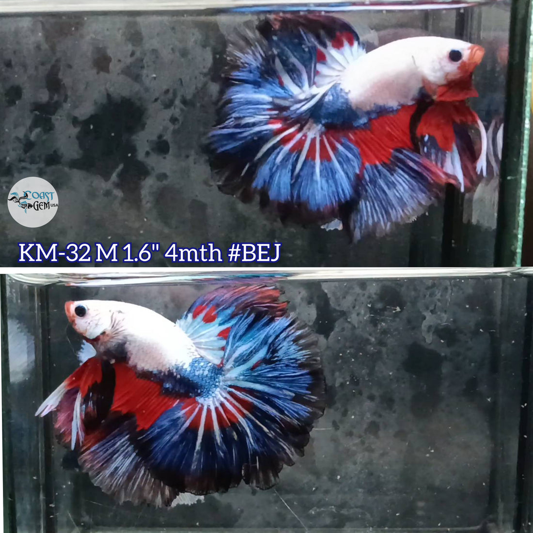 Live Male Betta Fancy Red blue Dragon Over Halfmoon (KM-32) High quality what you see what you get!