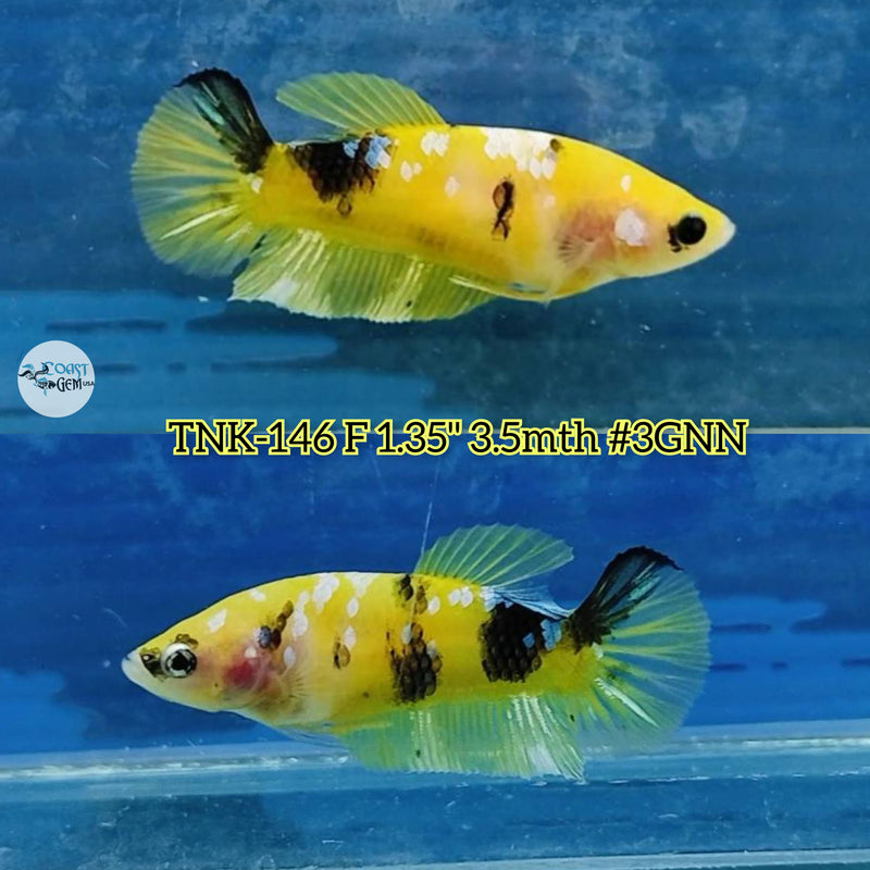 Live Female Betta Yellow Galaxy Koi Plakat (TNK-146) High quality what you see what you get!