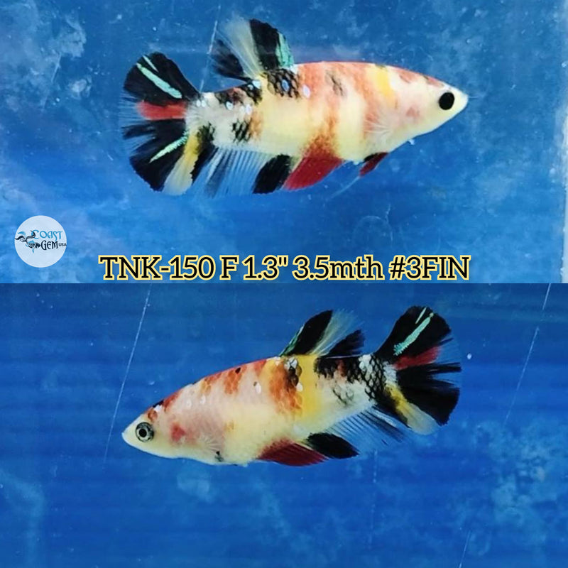 Live Female Betta Classic Koi Plakat(TNK-150) High quality what you see what you get!