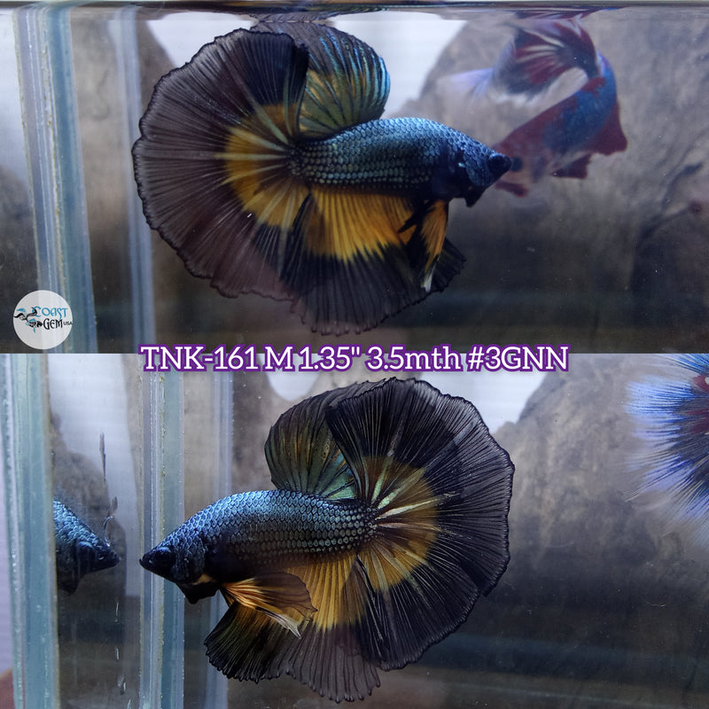 Live Male Betta Black Copper yellow mustard Over Halfmoon (TNK-161) High quality what you see what you get!!