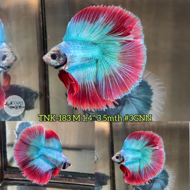 Live Male Betta Red Green Muscot Doubletail Halfmoon (TNK-183) High quality what you see what you get!!