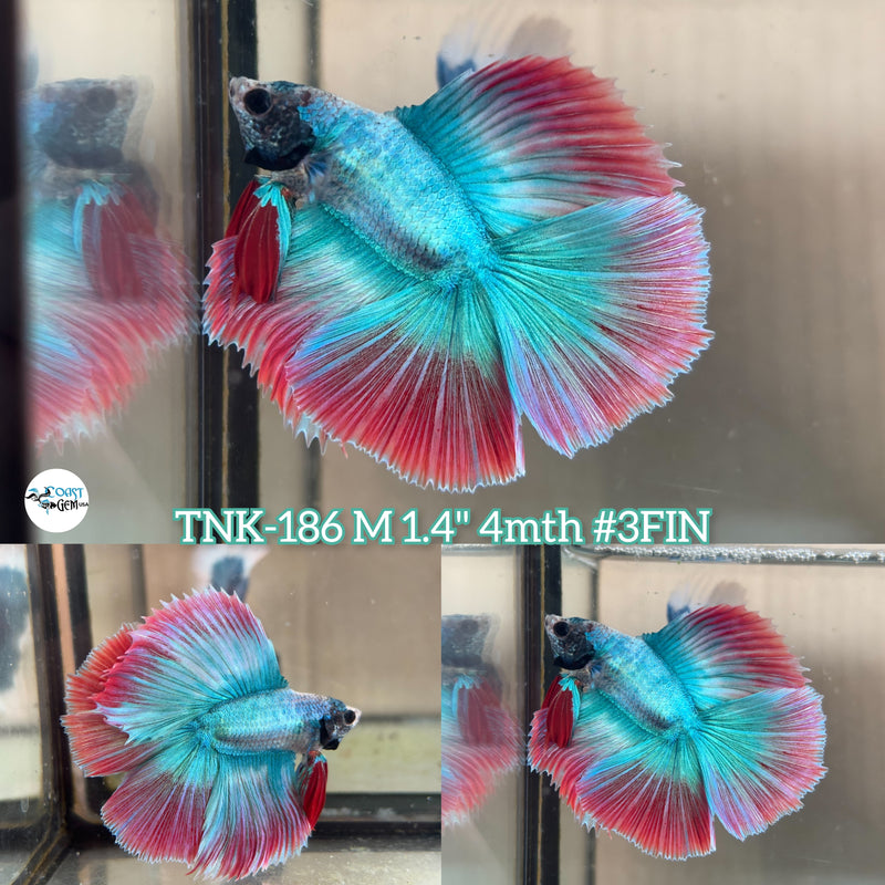 Live Male Betta Red Green Muscot Doubletail Halfmoon (TNK-186) High quality what you see what you get!!